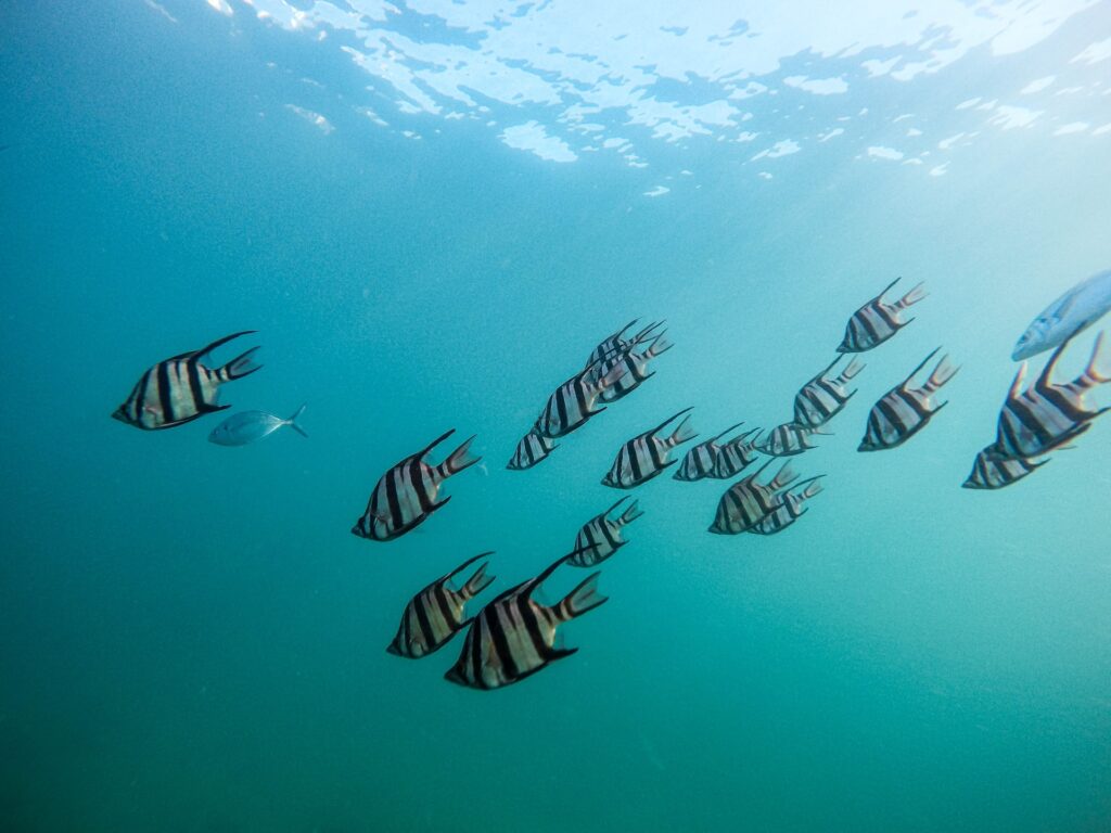 Fish swimming in water representing the story just written 